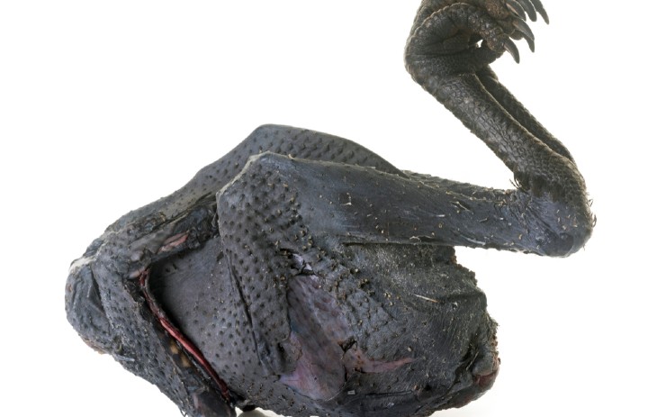 Ayam hitam termasuk makanan mahal di dunia