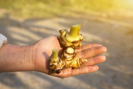 manfaat jamu beras kencur