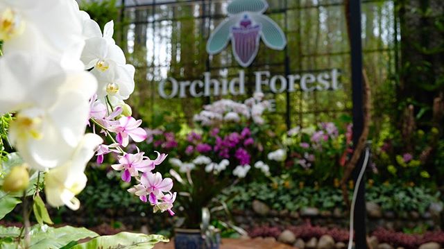 Orchid Forest Cikole (IG orchidforestcikole)