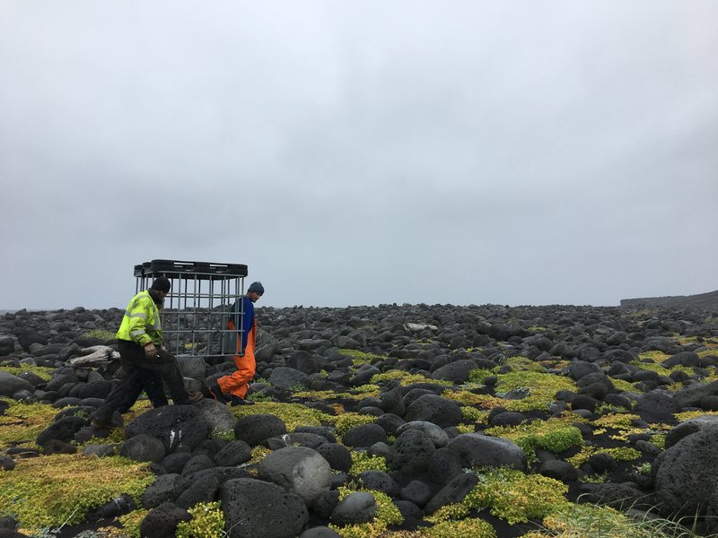 Penelitian di Pulau Surtsey (COURTESY SAMANTHA COUPER)