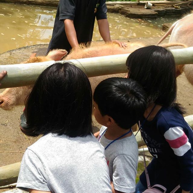 Bogor Mini Zoo (Instagram/@nisa.faizal)