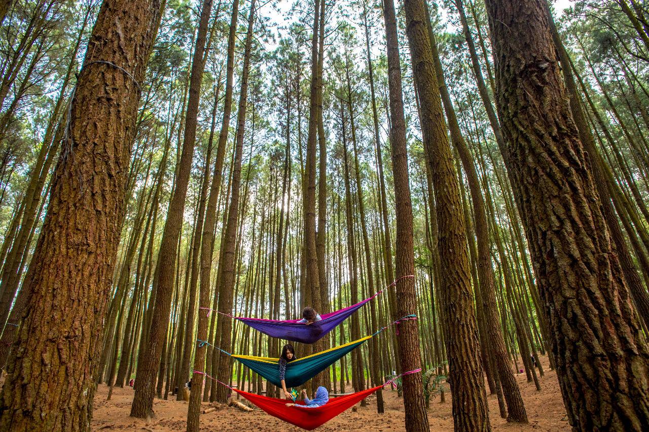 Tempat wisata Yogyakarta, Hutan Pinus Mangunan