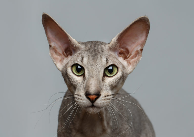 5 Ras Kucing Paling Mahal Di Dunia Salah Satunya Seharga Rp 1 8 Miliar