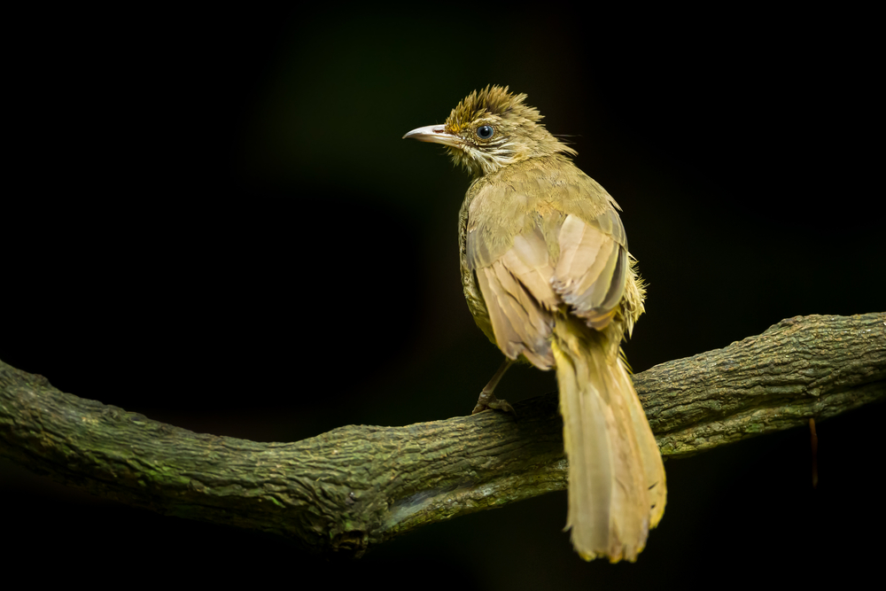 Burung Kicau, Cucak Rowo