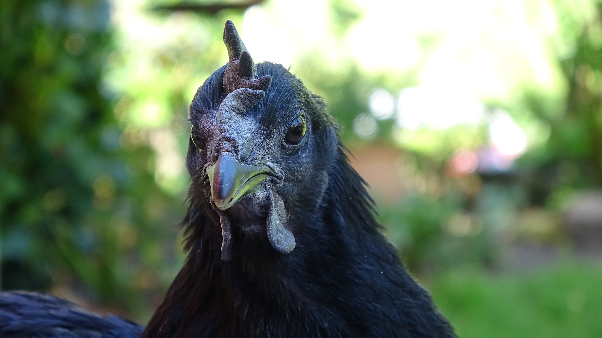 Harga Ayam Cemani