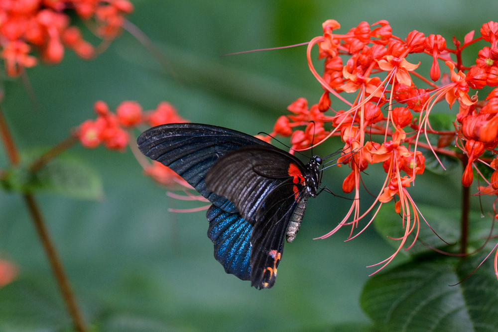 Hong Kong Zoological and Botanical Gardens, Tempat wisata gratis di Hong Kong