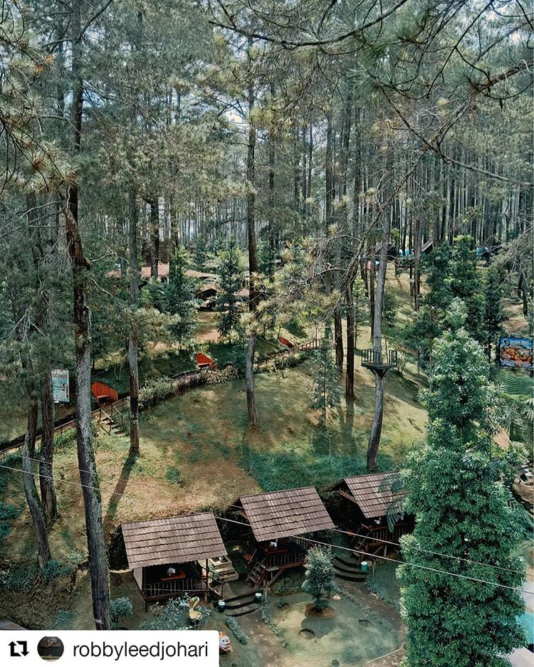 rumah pohon