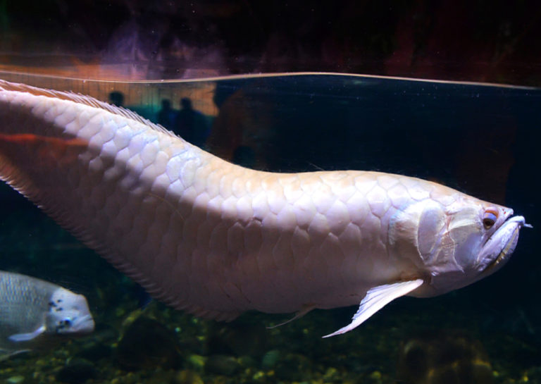 harga ikan arwana