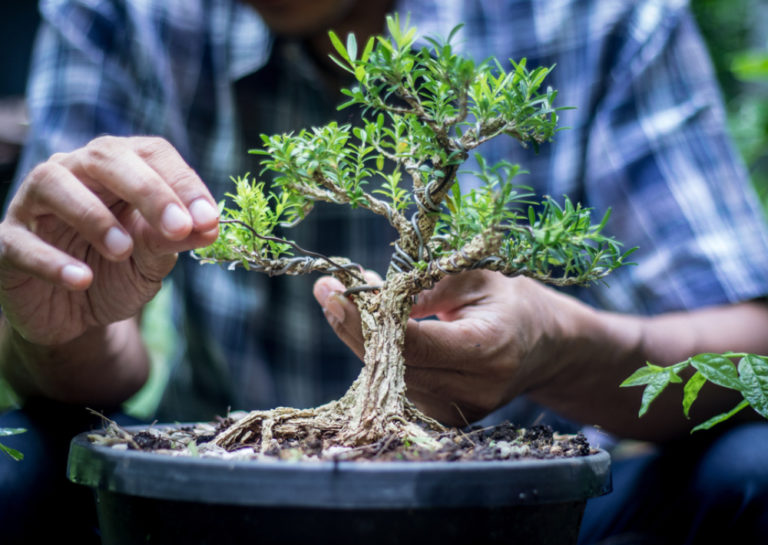 Ada yang Dijual US 1,3 Juta, Ini JenisJenis Bonsai Tertua yang