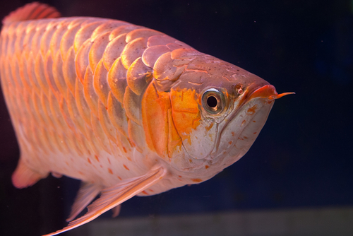 harga ikan arwana