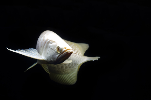 harga ikan termahal