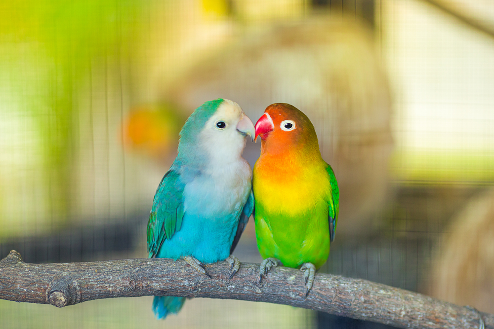 Ternak Lovebird