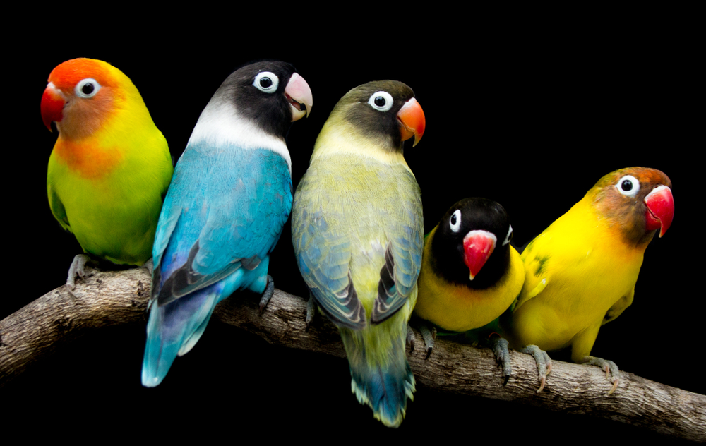 Ternak Lovebird