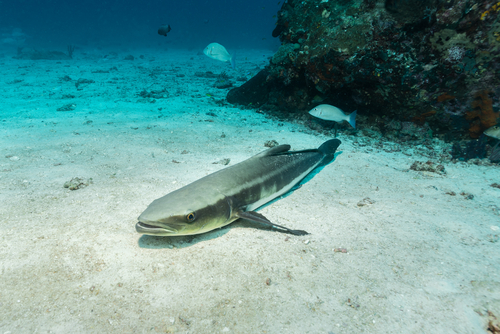 Ikan Kobia