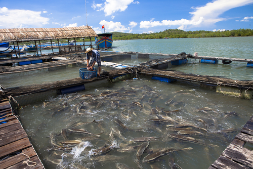 Ikan Kobia