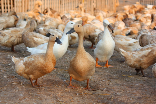 ternak bebek