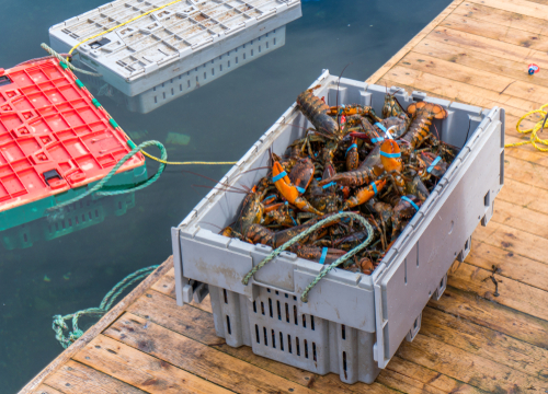 Lobster Indonesia