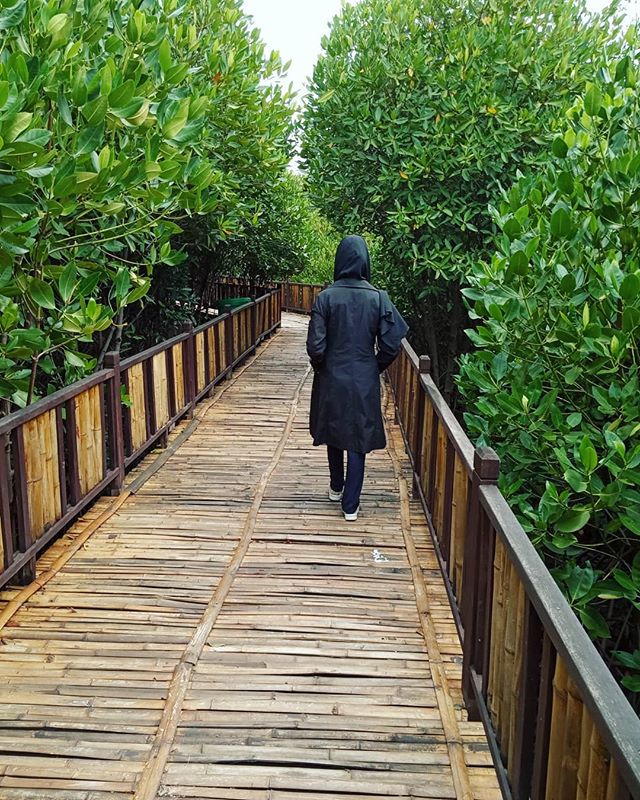 hutan mangrove