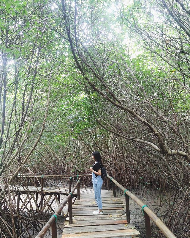 hutan mangrove